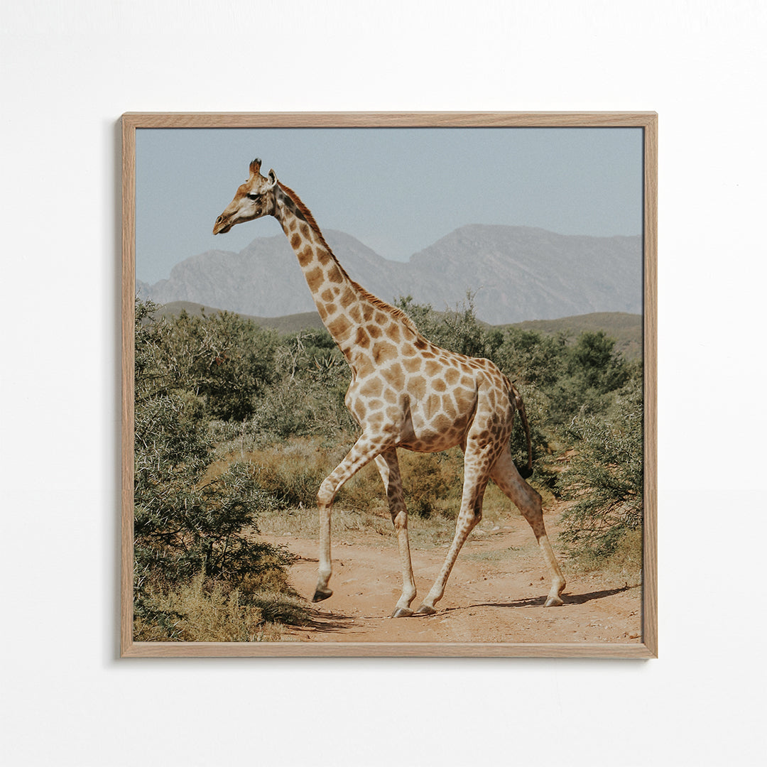 Lisslune | Giraffe photography - Square