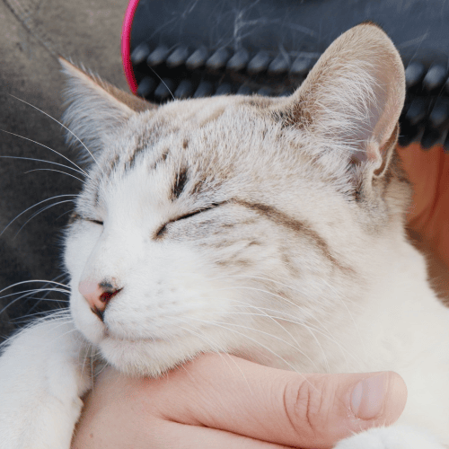 Lisslune | 3 in 1 Deshedding Undercoat & Fur Brush