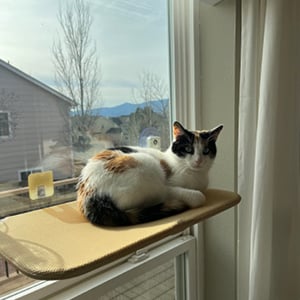 Lisslune | Foldable Cat Hammock Suction Cup Cat Hammock