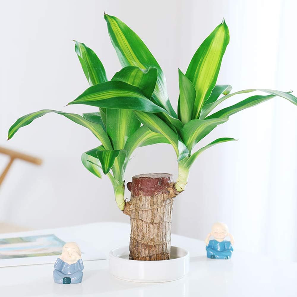 Lisslune | Lucky Brazil Wood Potted Plant