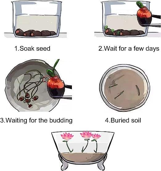 Lisslune | LotusWaters – Bonsai Water Garden Seeds for Pond and Balcony
