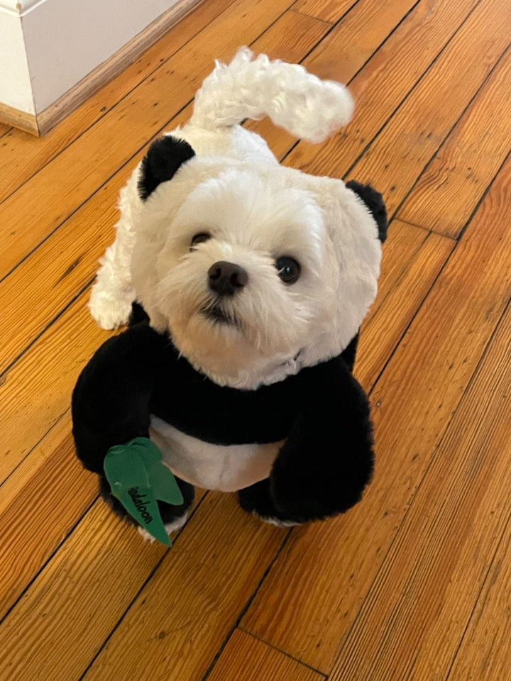 Lisslune | Pandaloon Dog and Pet Costume Set