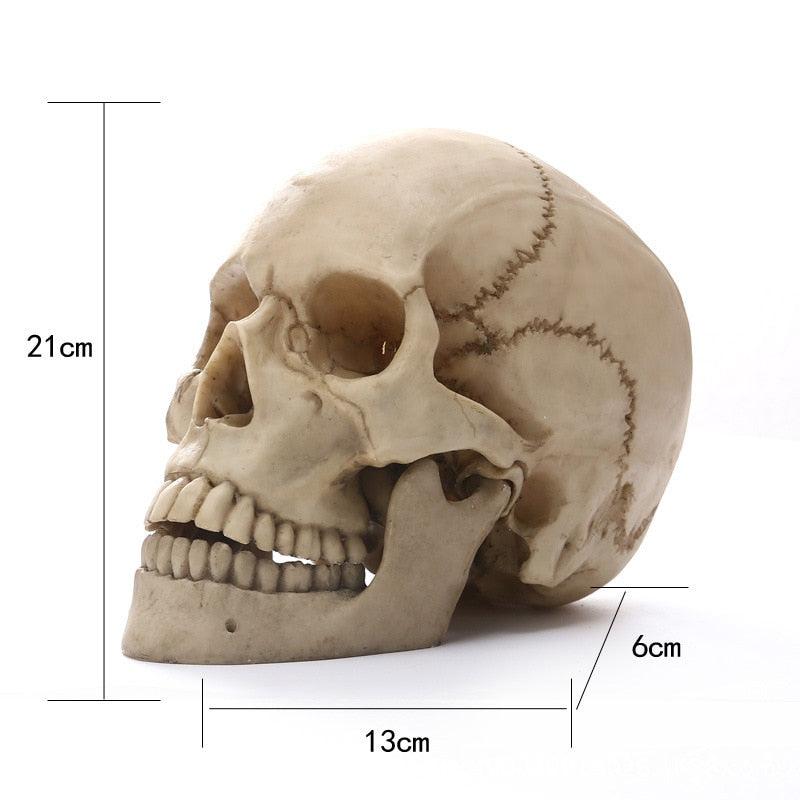 Lisslune | 1:1 Human Head Skull Statue for Home Decor Resin Figures Halloween Decoration Sculpture Medical Teaching Sketch Model Craft