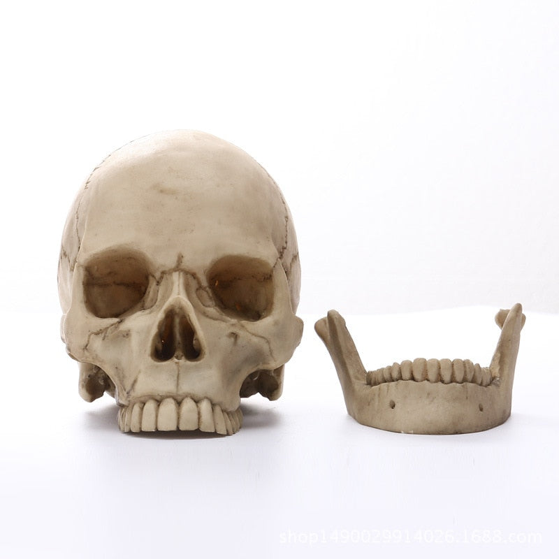 Lisslune | 1:1 Human Head Skull Statue for Home Decor Resin Figures Halloween Decoration Sculpture Medical Teaching Sketch Model Craft