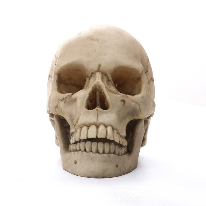 Lisslune | 1:1 Human Head Skull Statue for Home Decor Resin Figures Halloween Decoration Sculpture Medical Teaching Sketch Model Craft