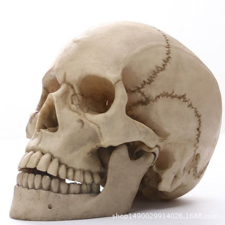 Lisslune | 1:1 Human Head Skull Statue for Home Decor Resin Figures Halloween Decoration Sculpture Medical Teaching Sketch Model Craft