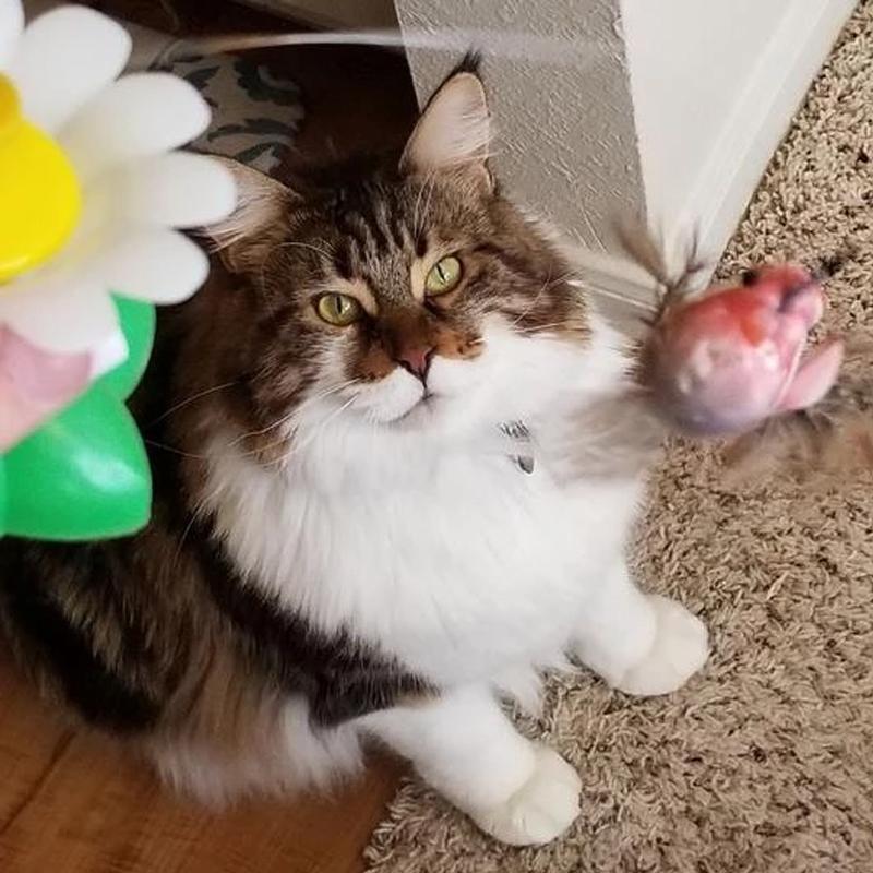 Lisslune | Interactive Bird Toy for Cats