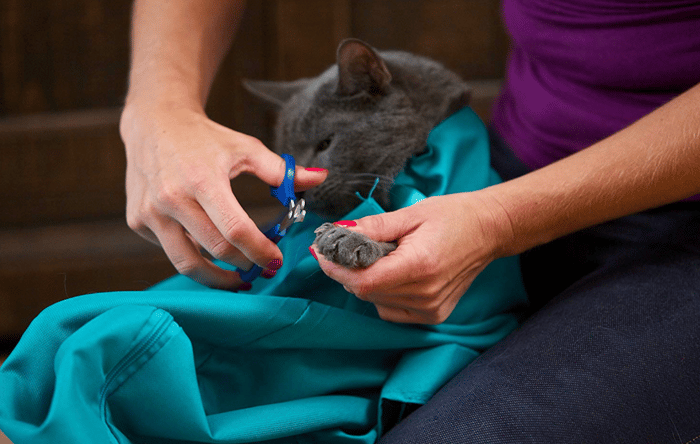 Lisslune | Cat Carry Pouch