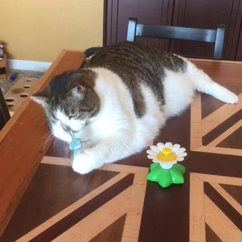 Lisslune | Interactive Bird Toy for Cats
