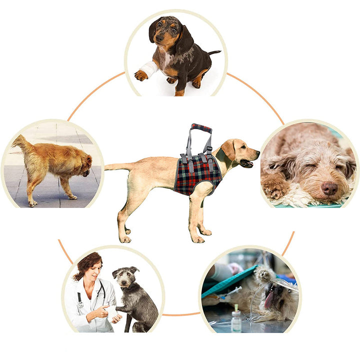 Lisslune | Orthopedic Strap for Hind Legs