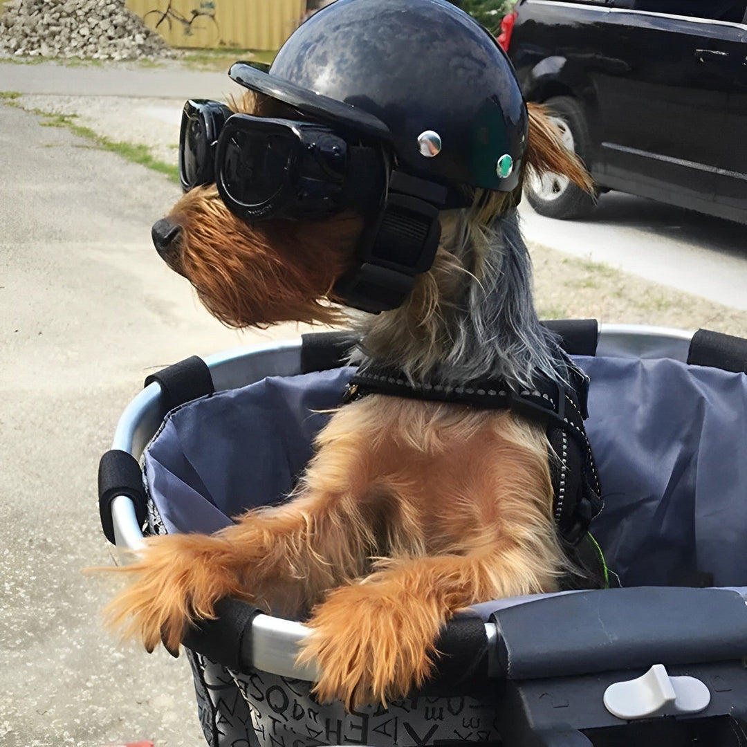 Lisslune | Motorcycle Helmet and Goggles for Dogs – Trendy and Safe