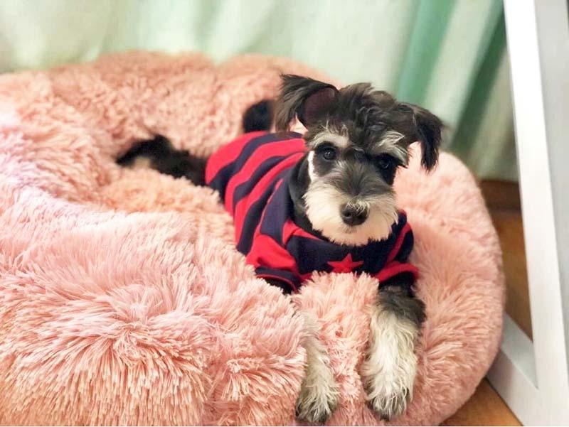 Lisslune | Soft Pet Bed FluffyLoop