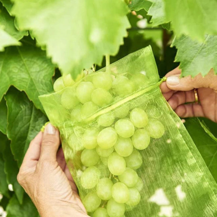 Lisslune | Fruit Protection Bag (100 PCS)