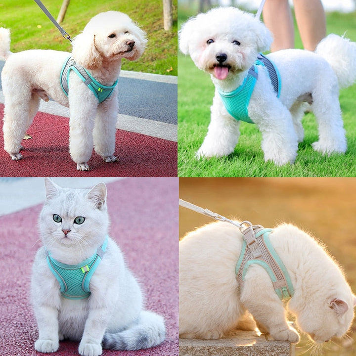 Lisslune | Small pet harness and leash set