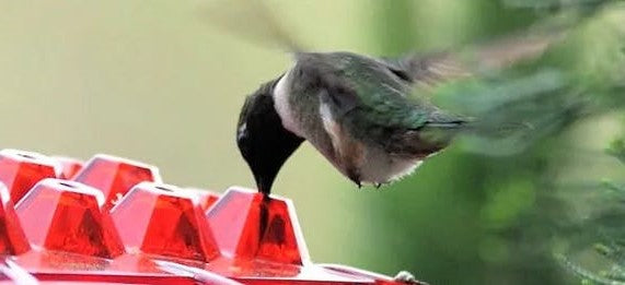 Lisslune | Ant Proof Hummingbird Feeder | 30 Feeding Ports, UV Resistant & Ideal for Outdoor Bird Watching
