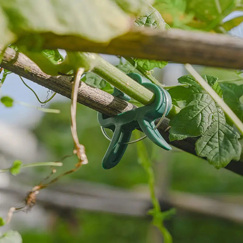 Lisslune | Garden clip set – plant loops for plant supports and garden care