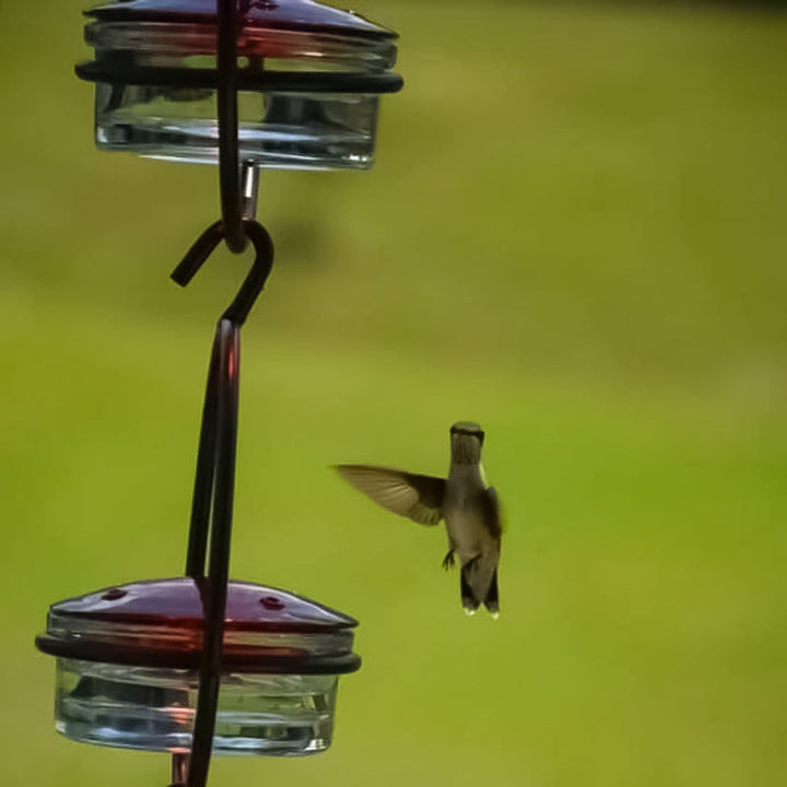 Lisslune | Simple Hummingbird Water Dispenser Made of Metal