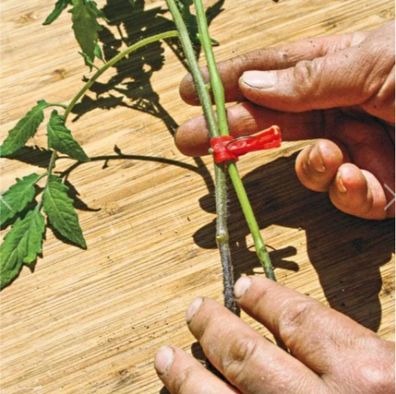 Lisslune | Plastic Refinement Clips for Garden Plants – Ideal for Vegetables and Plant Care