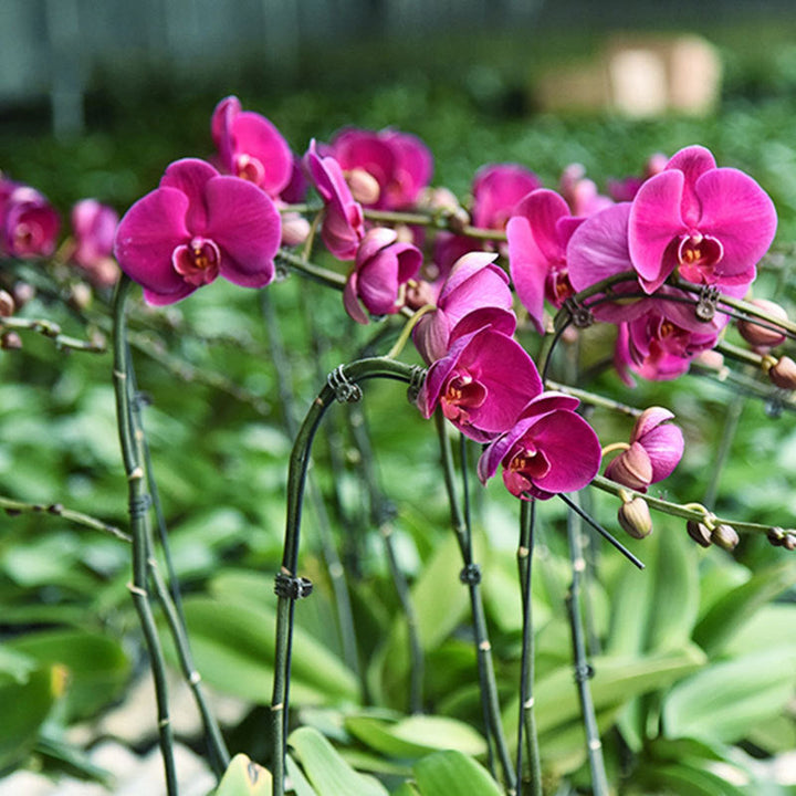 Lisslune | Mounting clip for plants and flowers on support poles
