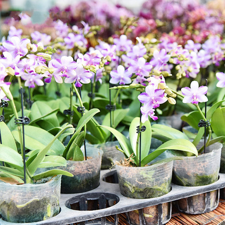 Lisslune | Mounting clip for plants and flowers on support poles