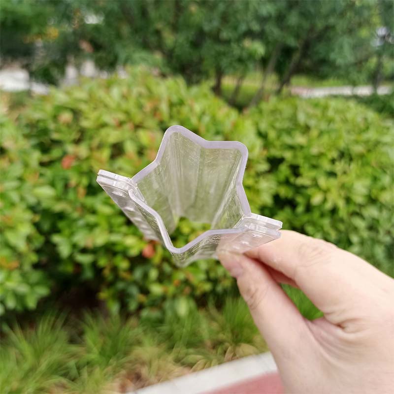 Lisslune | Love Shape Cucumber Growth Form