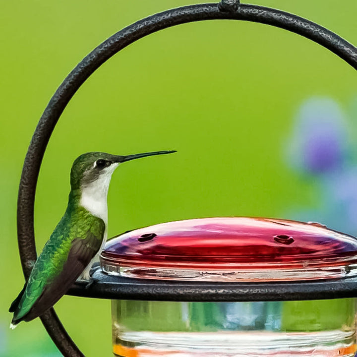 Lisslune | Simple Hummingbird Water Dispenser Made of Metal