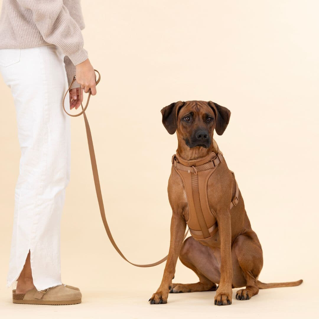 Lisslune | ComfyPaws Dog Harness Walking Set with Leash and Poop Bag Holder