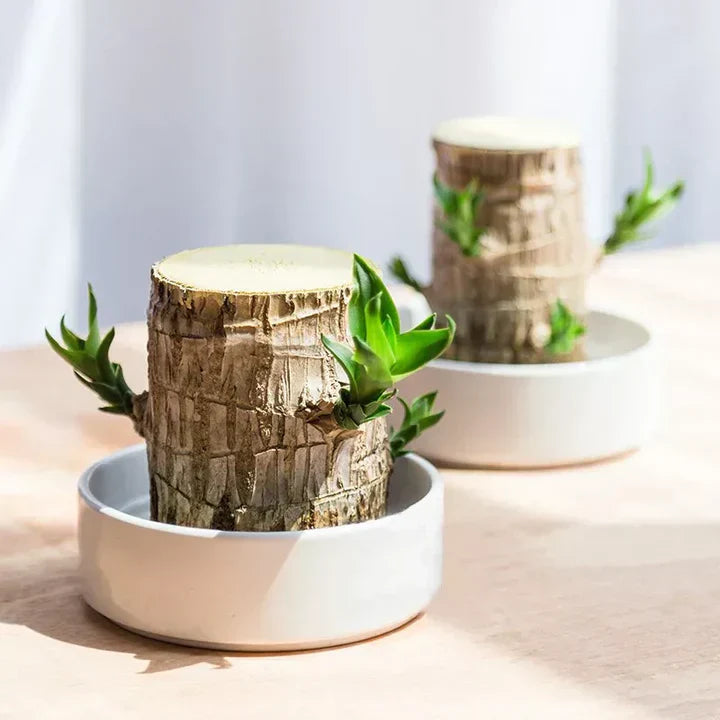 Lisslune | WoodlandNook - Mini-Terrarium for fresh air and positive energy