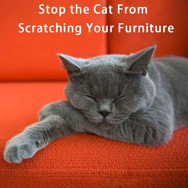 Lisslune | Anti-cat Scratching Sofa Protector (2pcs with 10 pins)