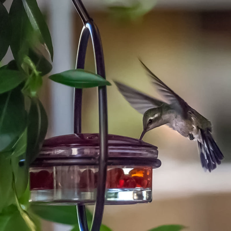 Lisslune | Simple Hummingbird Water Dispenser Made of Metal