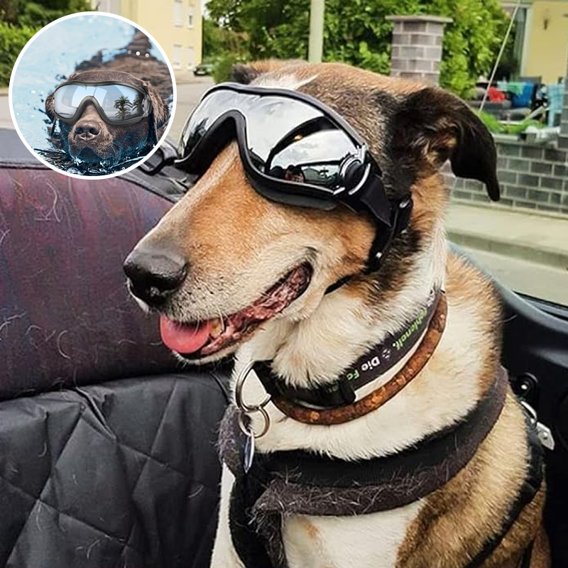 Lisslune | Outdoor Protection Glasses for Dogs