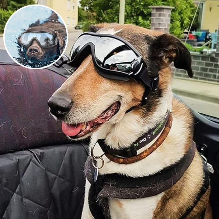 Lisslune | Outdoor Protection Glasses for Dogs