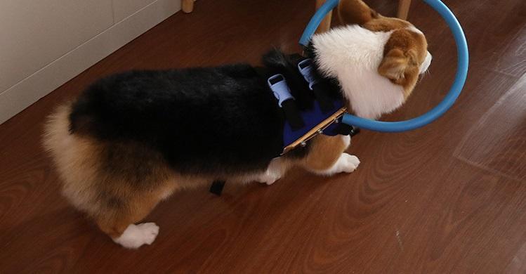 Lisslune | Bumper Collar Guide For Blind Dogs Harness