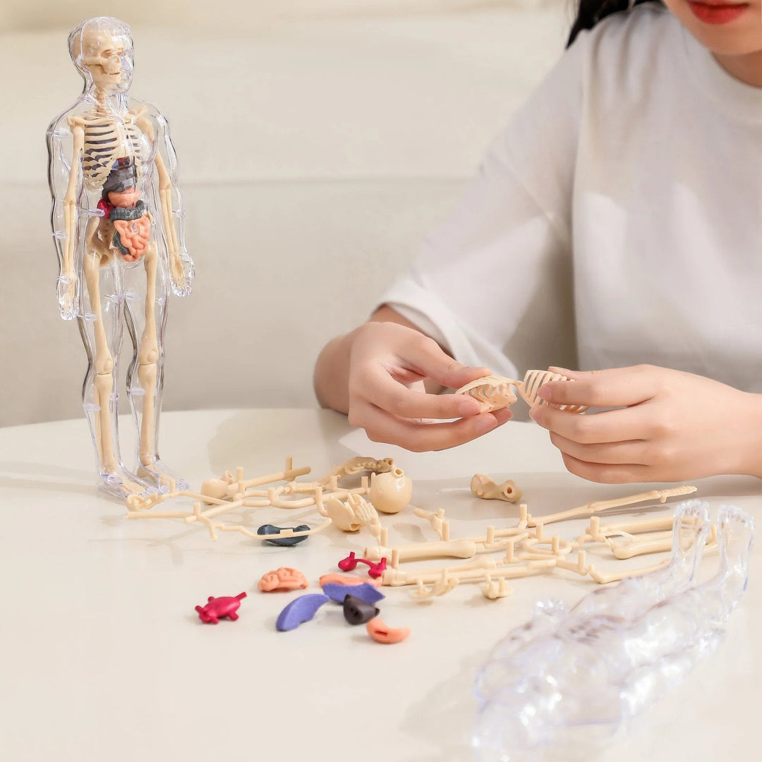 Lisslune | Clear Human Body Structure Model
