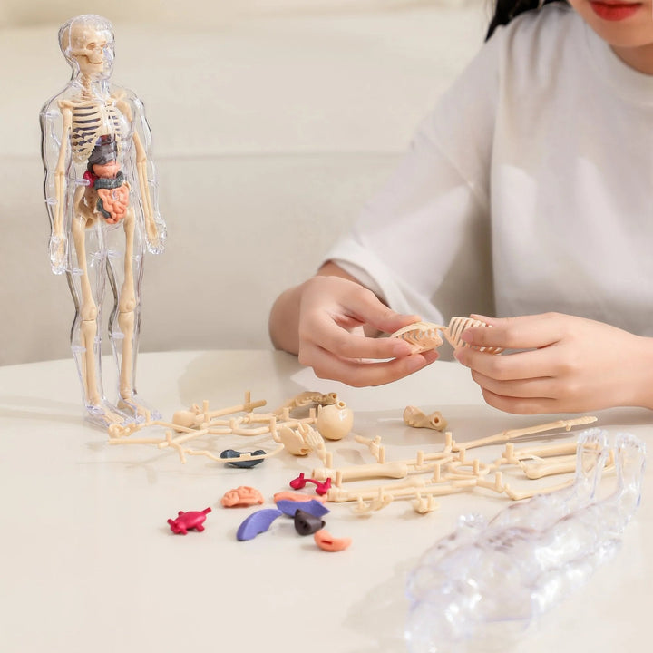 Lisslune | Clear Human Body Structure Model