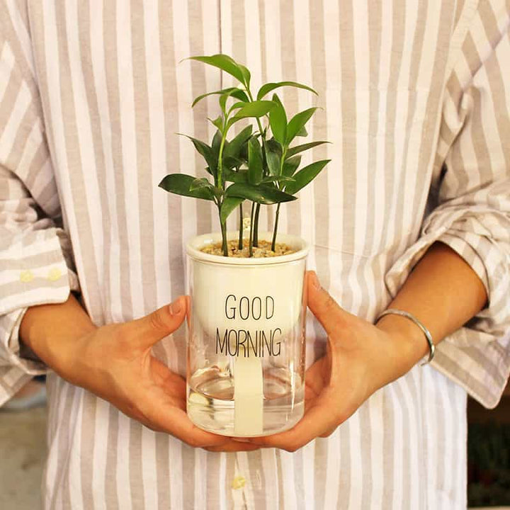 Lisslune | Self-watering Hydro-Flower Pot