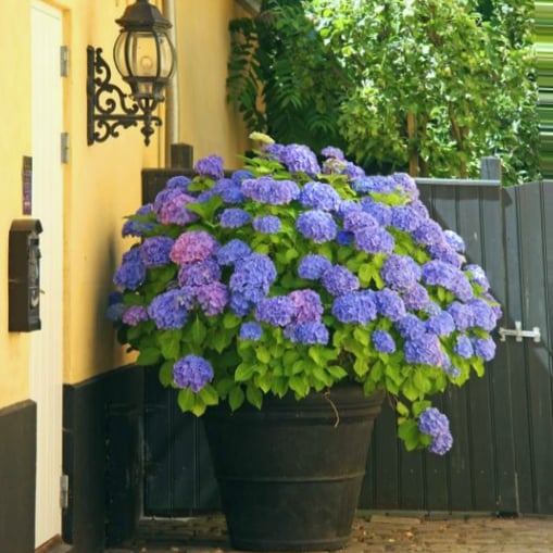 Lisslune | Outdoor Artificial Hydrangea Flowers