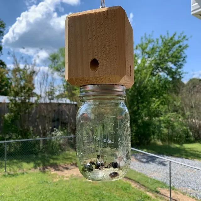 Lisslune | BeeGone - Zimmerman bee trap