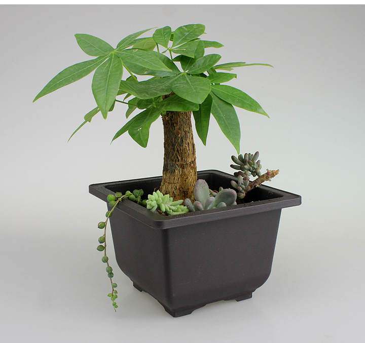 Lisslune | Plant pot with saucer – Rectangular flower pot for garden and balcony