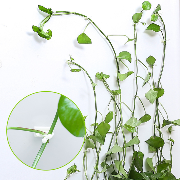 Lisslune | Climbing Wall Mounting Clips – Practical Plant Holders for Wall Decoration