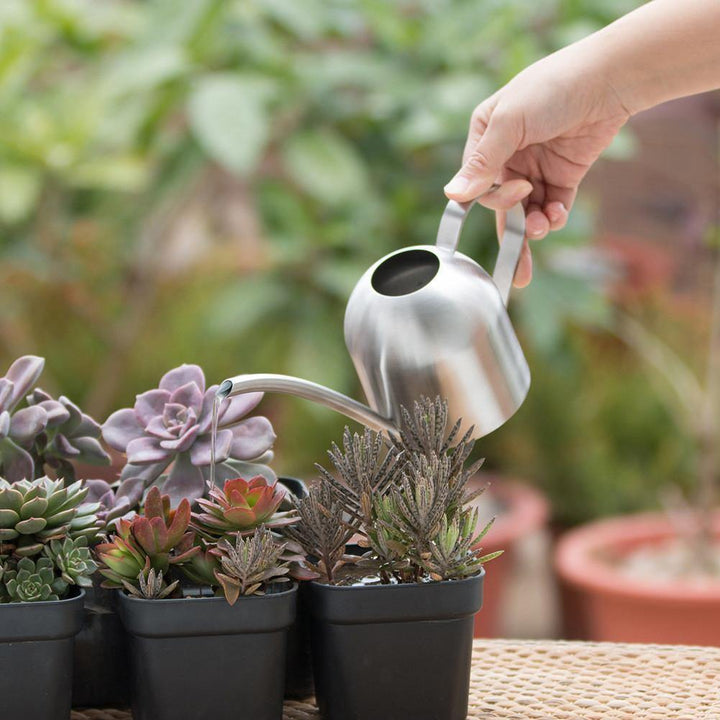 Lisslune | AquaGrace Stainless Steel Watering Can with Flexible Neck | Modern Design | Perfect Watering | Rustproof