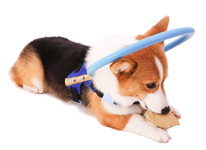 Lisslune | Bumper Collar Guide For Blind Dogs Harness