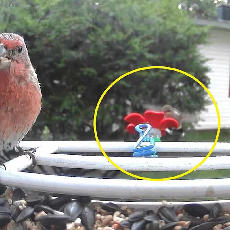 Lisslune | Hat Clip Hummingbird Feeder