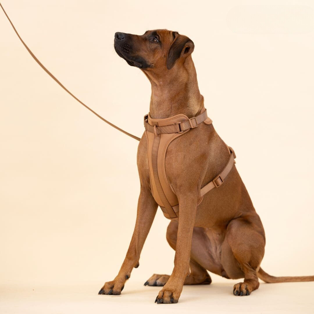 Lisslune | ComfyPaws Dog Harness Walking Set with Leash and Poop Bag Holder