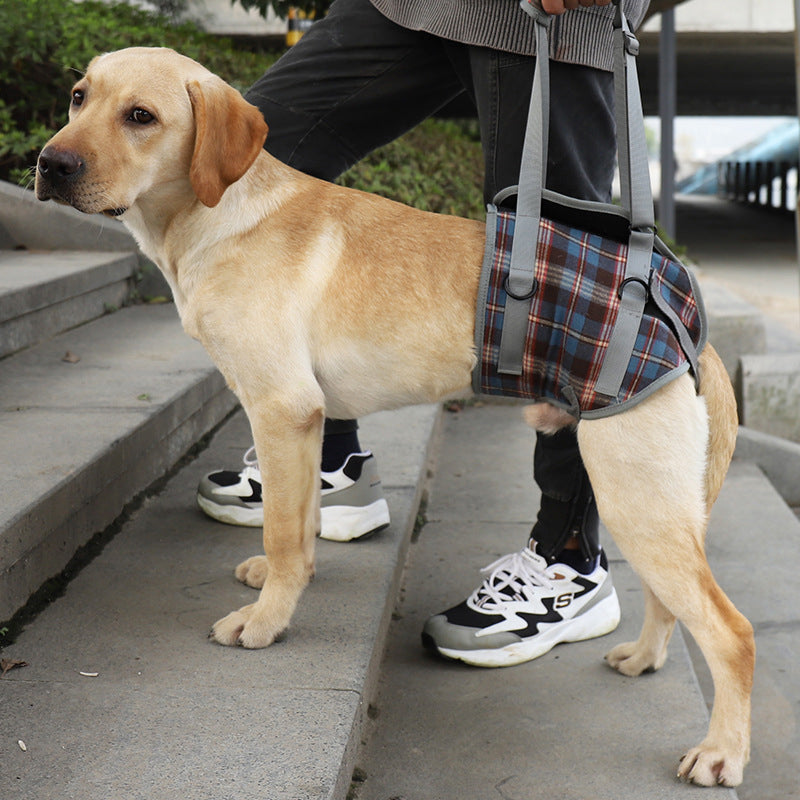 Lisslune | Orthopedic Strap for Hind Legs
