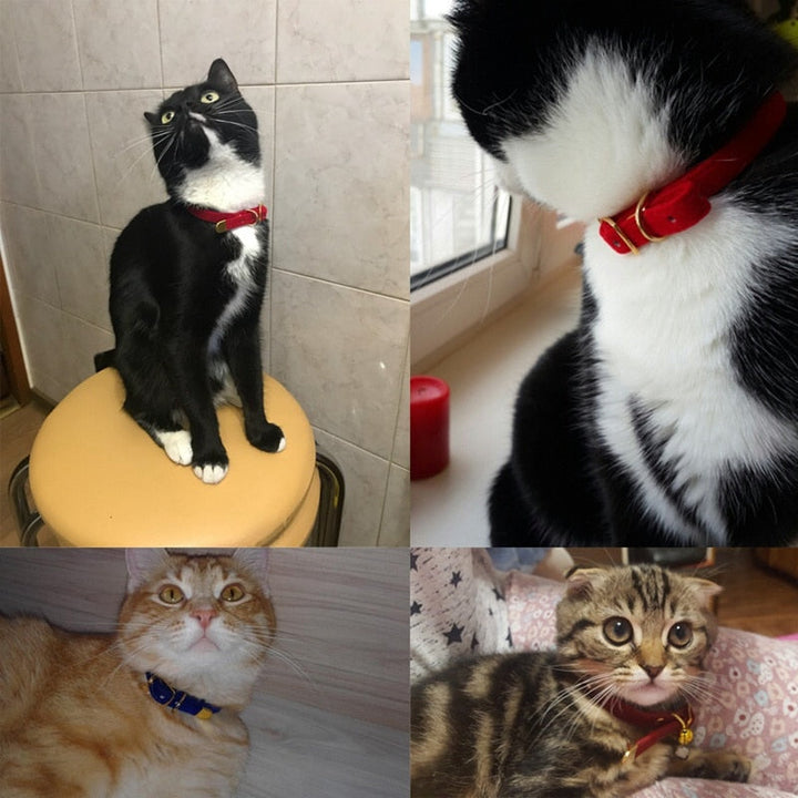 Lisslune | Collar for small cats & dogs