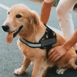 Lisslune | Anti Choke Dog Harness