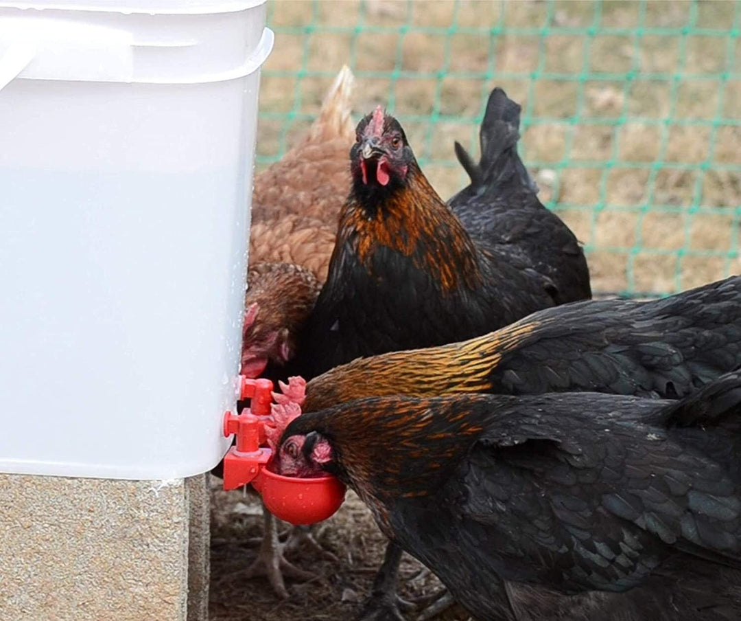Lisslune | Automatic Chicken Water Cup Bird Coop