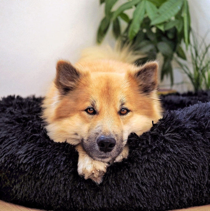 Lisslune | FluffyNest Comfort Dog Bed – Orthopedic Plush Sleeping Cushion for Dogs