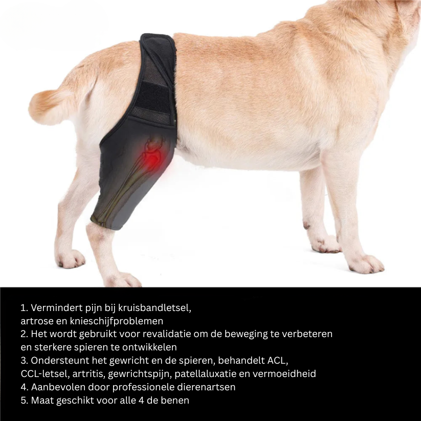 Lisslune | PootVitaal Knee Brace for Dogs – Support for Joint Pain and Rehabilitation